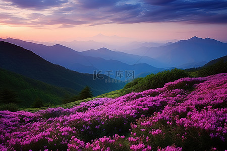 山间盛开着紫色的花朵，中间是风景优美的山谷