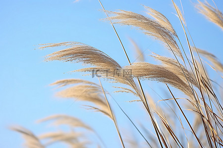 飘扬的星条旗背景图片_一些高高的草在蓝天的映衬下随风飘扬