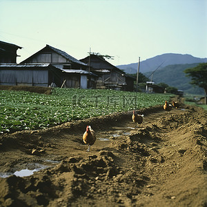绿野农业背景图片_鸡在泥土中行走，背景是一座小山
