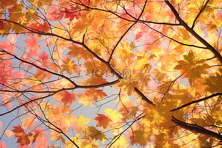 秋叶映衬着天空，黄色和红色的树枝