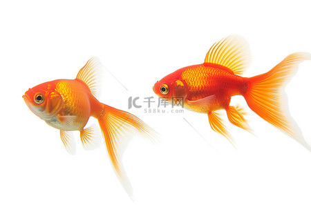 2条橙色金鱼在一边游动