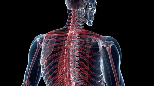 男性上背部和骨骼结构的三维插图