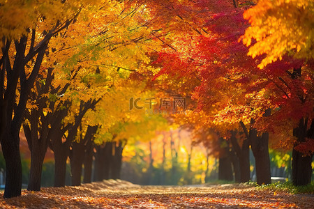 秋天的公园壁纸 524x576 秋天的公园 高清照片
