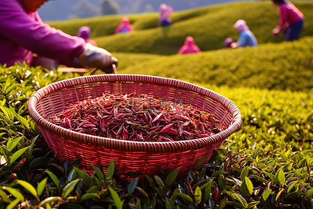 茶叶茶园背景图片_红万神殿，篮子里装着红茶叶，工人们用篮子照料茶叶
