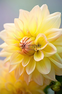 大丽花花背景图片_盛开的大丽花黄色花朵