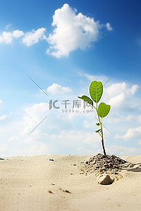 一棵幼小的植物正在从沙子里长出来