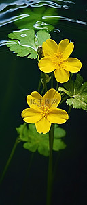 两朵黄色的花在水里