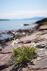 小花生长在岩石海滩的边缘