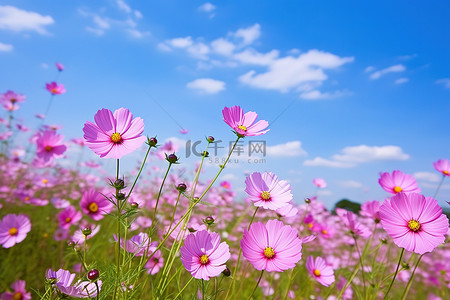 蓝天田野里的粉红色花朵