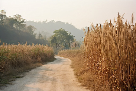 平坦的泥土路背景图片_沿着长长的高草和灌木丛显示了一条土路