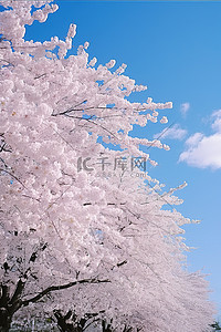 蓝天白云下盛开的樱花树