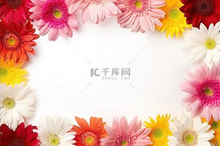 美丽的红色和粉色非洲菊雏菊花框，免费照片卡