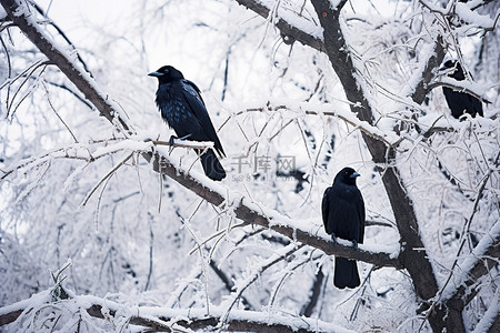 冬天的树枝背景图片_乌鸦栖息在被雪覆盖的树枝上