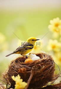 荆条花蜜背景图片_从巢中看到这只鸟正在吃花蜜