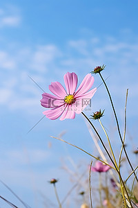 波斯菊背景图片_波斯菊与蓝天