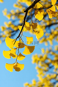 银杏树上的黄色叶子