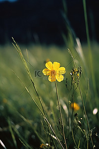 一朵黄色的花盛开在草地上