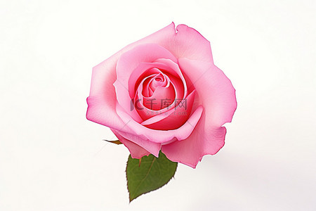 红玫瑰背景图片_白色背景上的一朵粉红玫瑰