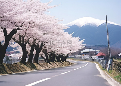 一条道路两旁种满了白色的树木和山脉