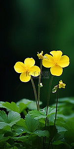 两朵黄色的花坐在绿色的灌木丛中