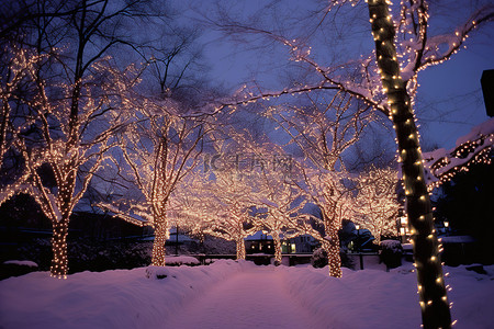 雪中​​的树照明