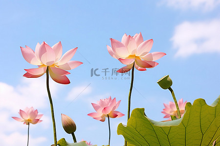 天上宫阙背景图片_莲花与粉红色的叶子映衬在蓝天上