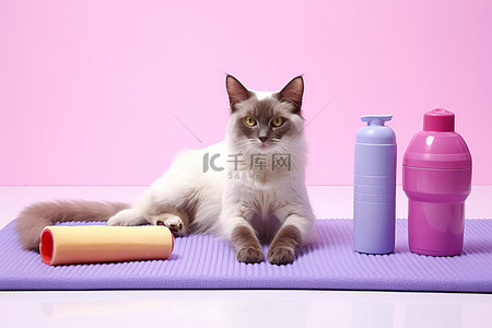 一只猫坐在垫子上，上面有一些水食物和健身器材
