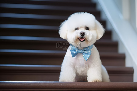 一只戴着蓝色领带的白狗坐在楼梯上