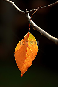 叶橙背景图片_树枝上一片孤独的橙叶