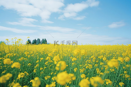 黄色的田地背景图片_一片黄色开花植物的田地