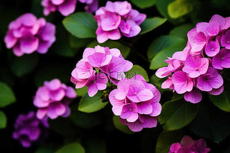 紫色花朵盛开绿叶的图像