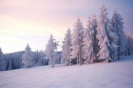云树木背景图片_积雪覆盖的树木都被雪覆盖了