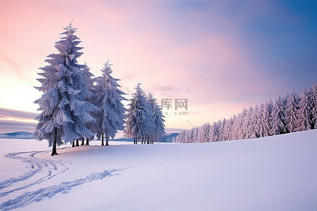 夏季日出时积雪覆盖的树木雪景冬季