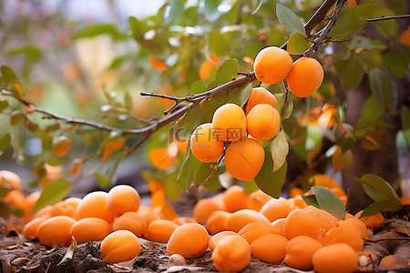柿背景图片_英国花园里的杏子
