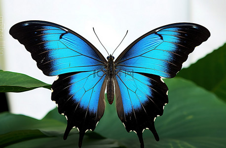蓝色蝴蝶和黑色蠕动翅膀
