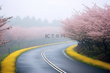 雾天行驶背景图片_雾天，一条白色的路，有黄色开花的树木