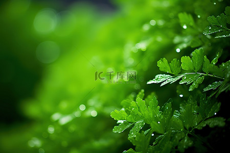 雨滴绿色树叶桌面壁纸 1280x1024