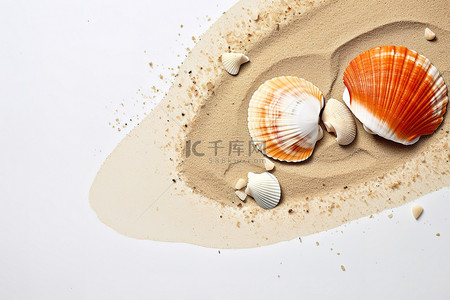 海滩贝壳坐在沙子里