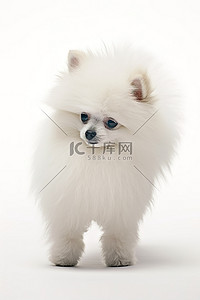 长毛背景图片_一只长毛的小狗站在白色的环境中