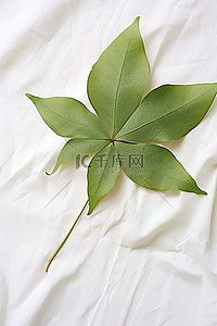 一片叶子是由白布上的绿叶制成的