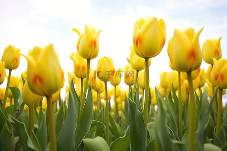 千景背景图片_田野里数千朵黄色郁金香