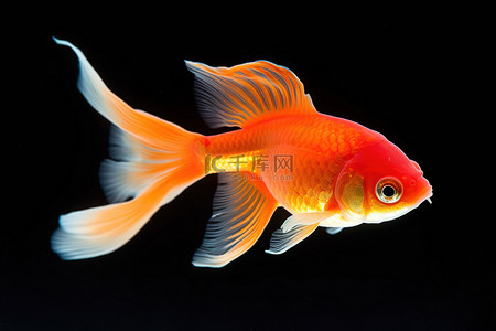 贝类背景图片_一条橙色的金鱼站在白色的顶部