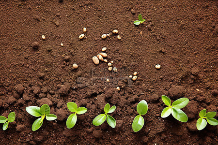 种子的萌发背景图片_泥土背景中带有种子的年轻蔬菜