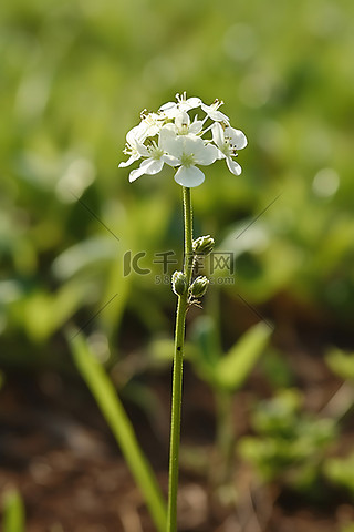 生长在田野中央的一朵小白花