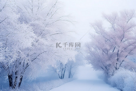 冬日的背景图片_冬日的雾中显示出一条被雪和树木覆盖的道路