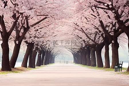 美丽的小路背景图片_一条白色和粉色的绿树成荫的小路，开满了美丽的花朵