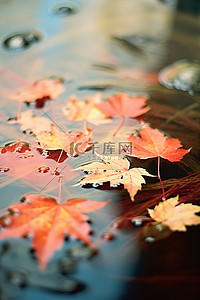 漂浮枫叶背景图片_一个大湖，里面漂浮着树叶