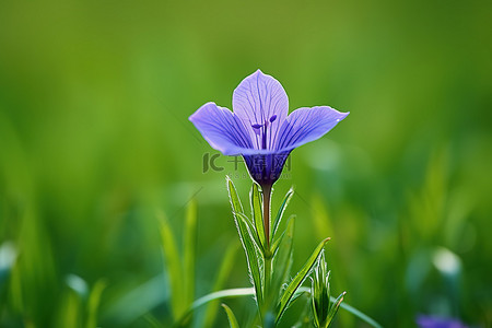 一朵绿花背景图片_一朵蓝色的花生长在绿草之上