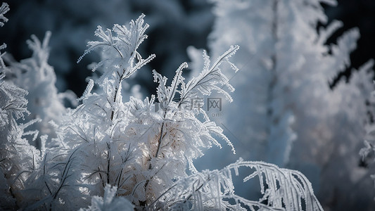 冬天树枝的背景图片_冬天白色树木