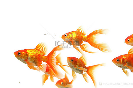 一群人大笑背景图片_一群橙色的鱼在白墙上一起游动